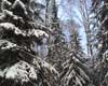 Фото зимний лес.