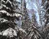 Фото зимний лес